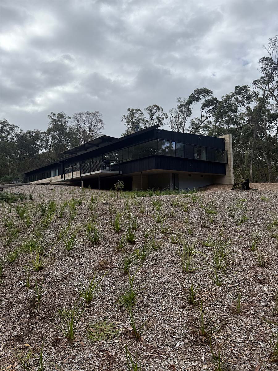 Charred Blackbutt